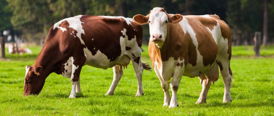 Produtores rurais devem regularizar dados dos animais 